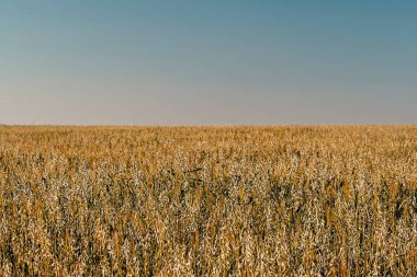 Güneşli yaz akşamında altın buğday tarlası manzarası. Parlak güneş ışığı altında kırsal alan manzarası 