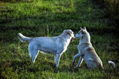 İki köpek labrador ve laika dışarıda yeşil çimlerde oynuyorlar.