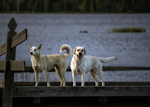 Dos Perros Están Pie Muelle Junto Lago Esperando Hasta Tarde — Foto de Stock