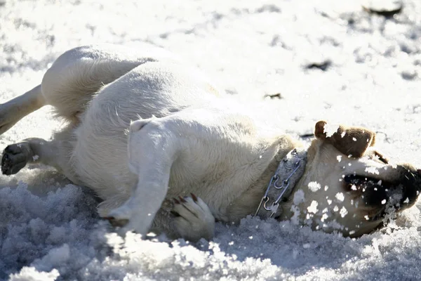 Labrador Chien Jouant Dans Neige — Photo