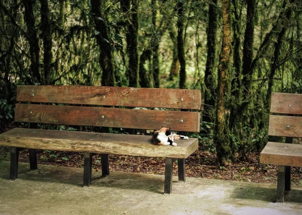 Chat Blanc Brun Tabby Assis Dans Parc Sur Vieux Banc — Photo