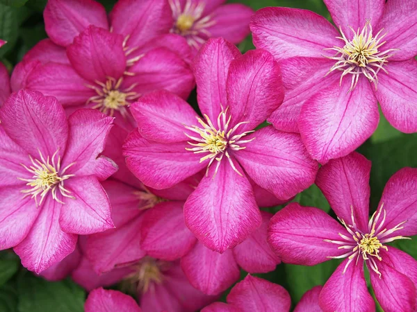 Ярко Розовые Цветы Клематис Качестве Фона — стоковое фото