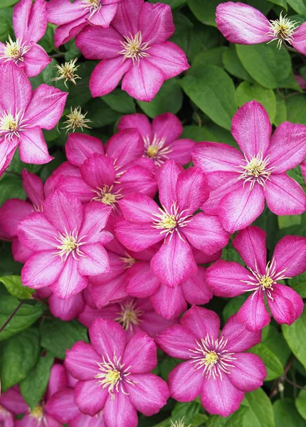 Ярко Розовые Цветы Клематис Качестве Фона — стоковое фото