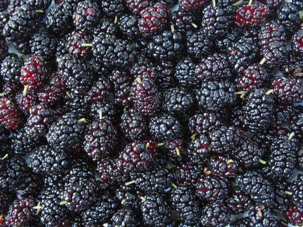 Large Number Berries Black Mulberry Background — Stock Photo, Image