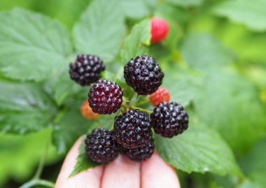 Doğal yeşil arka plan üzerinde siyah Ahududu olgunlaşma çilek