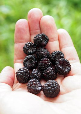 Bir palm Bahçe blackberry olgun çilek