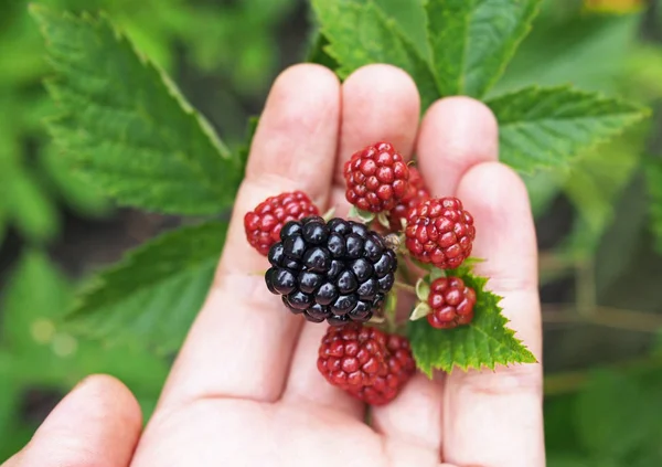Ripening Berries Large Garden Blackberry Palm — Stock Photo, Image