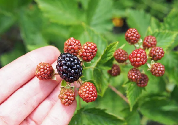 Dojrzewania Jagód Duży Ogród Blackberry Dłoni — Zdjęcie stockowe