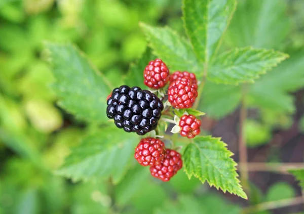 Bär Stora Trädgård Blackberry Och Löven Gren — Stockfoto
