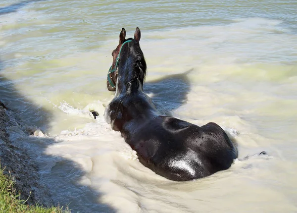 Karanlık Defne Warmblood Doğal Spa Küvet Kabul Eder — Stok fotoğraf