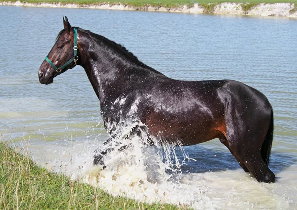 Karanlık Defne Warmblood Doğal Spa Küvet Kabul Eder — Stok fotoğraf