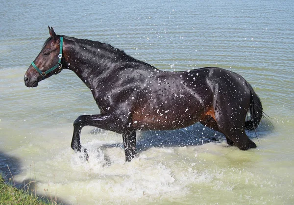 Dark Bay Warmblood Konia Akceptuje Naturalne Spa Wanna — Zdjęcie stockowe