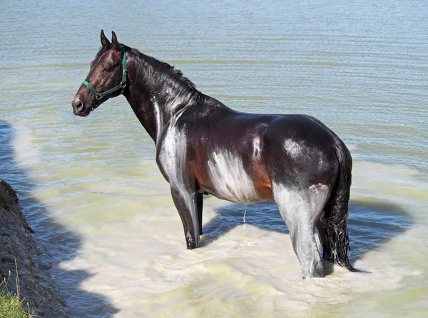 Das Dunkelbraune Pferd Der Warmblut Rasse Akzeptiert Natürliche Badewannen — Stockfoto