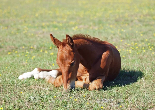 Chestnut Foal Rests Green Lawn — Stock Photo, Image