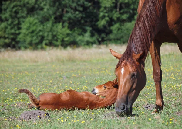 Chestnut Foal Lies Green Lawn — Stock Photo, Image