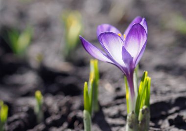 Menekşe bahar çiğdemler bir Bahçe, çiçek