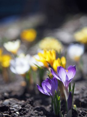 Menekşe bahar çiğdemler bir Bahçe, çiçek