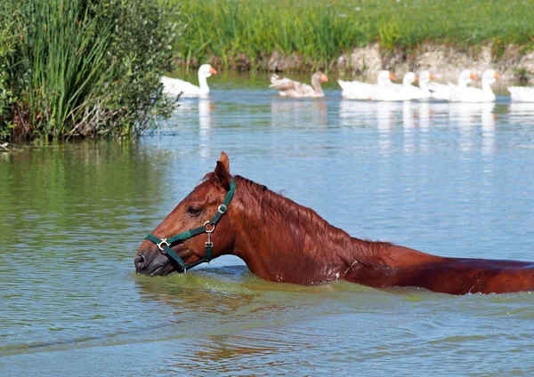 Kestane Gezen Bir Havuzda Eğitimden Sonra Spor — Stok fotoğraf