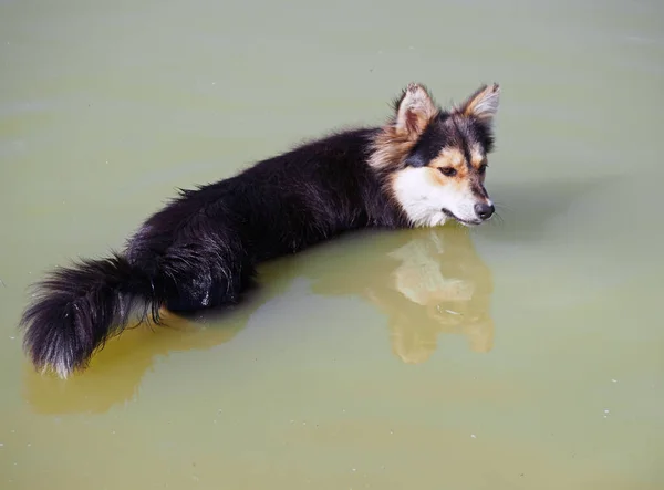 The dog escapes from a heat in a pond