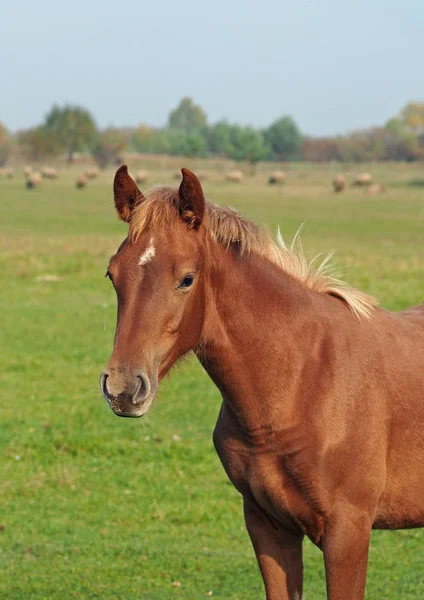 一个红色马驹的画像反对农夫草甸的背景 — 图库照片
