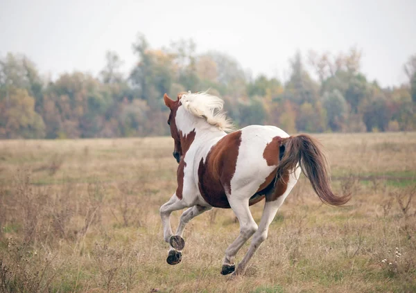 Vackra Skewbald Hästen Galopperar Höst Äng — Stockfoto