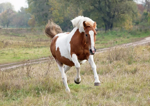 Das Schöne Schiefe Pferd Galoppiert Auf Einer Herbstwiese — Stockfoto