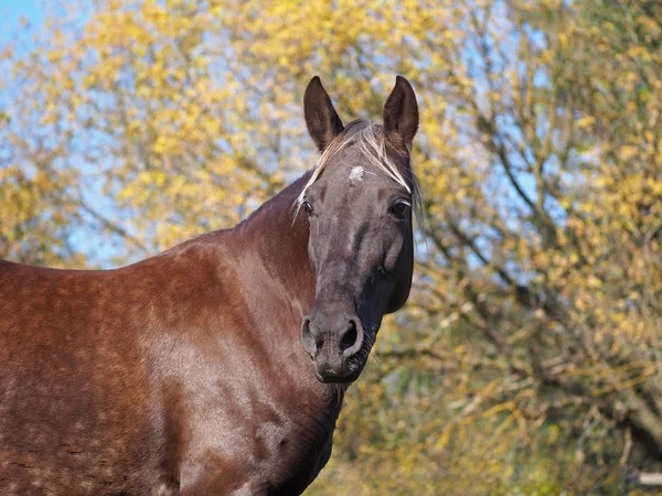 紅葉の背景にシルバー黒馬の肖像 — ストック写真