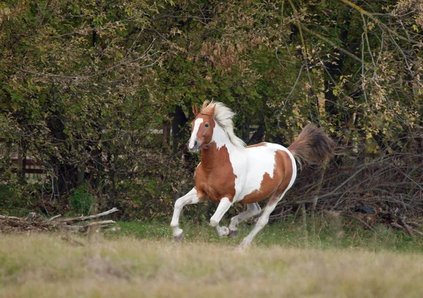 フィールドを越えて疾走する明るい色の美しいピント馬 — ストック写真