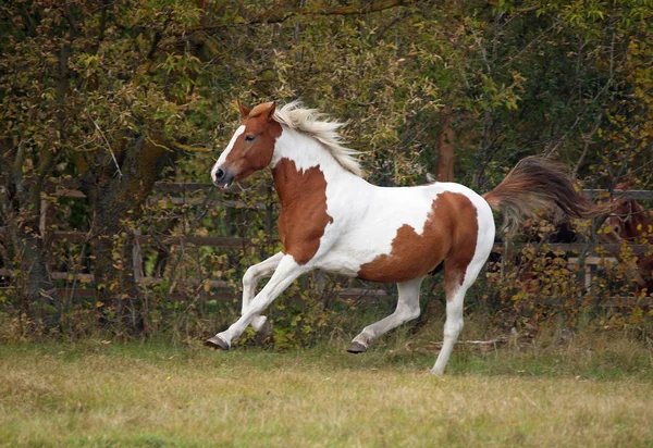 Schöne Pinto Pferd Von Heller Farbe Galoppiert Über Das Feld — Stockfoto