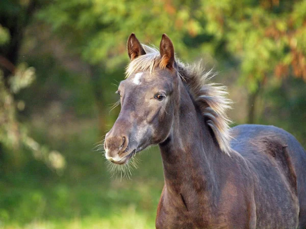 自然な緑の背景に銀色ブラック カラーの Warmblood 馬の肖像 — ストック写真