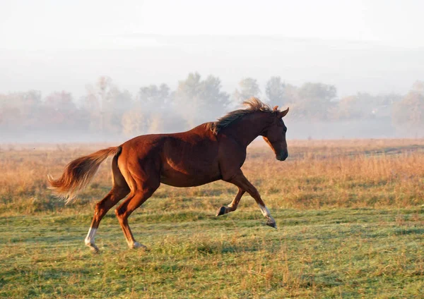 栗子马在早晨的草地上疾驰 上面有一个初升的太阳 — 图库照片