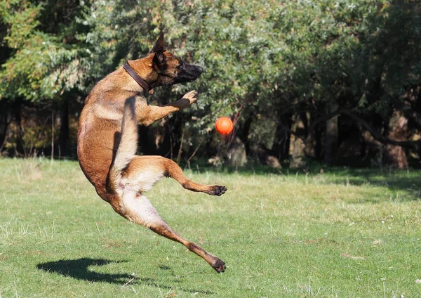 Anjing Gembala Belgia Dalam Lompat Menangkap Bola Pada Saat Latihan — Stok Foto