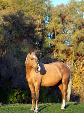 Portrait palomino mare against the background of autumn foliage in sunset light clipart
