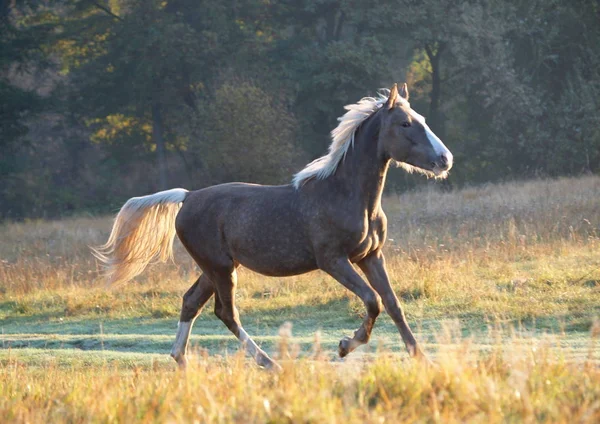 Der Junge Silbrig Schwarze Hengst Galoppiert Auf Einer Morgendlichen Wiese — Stockfoto