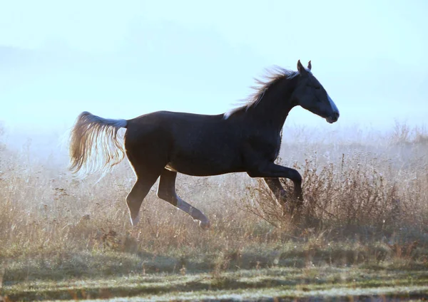 Young Silvery Black Colt Galloping Morning Meadow Background Fog — Stock Photo, Image