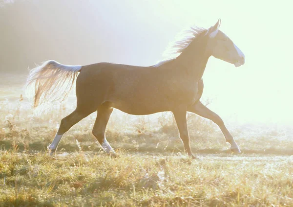 Young Silvery Black Stallion Galloping Morning Meadow Background Fog — Stock Photo, Image