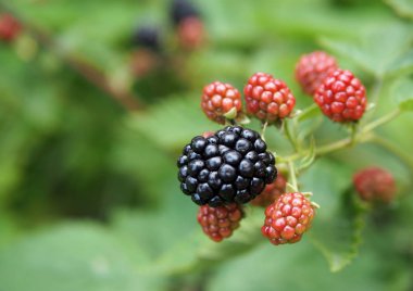 Böğürtlen büyük çilek, dikenler olmadan yüksek kaliteli