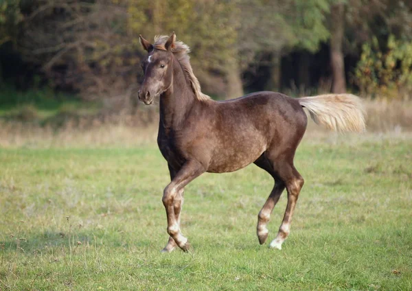 Warmblood 色のシルバーブラックの仔馬が牧草地で動く — ストック写真