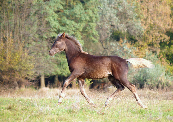 The warmblood foal  of silvery-black color runs on a meadow
