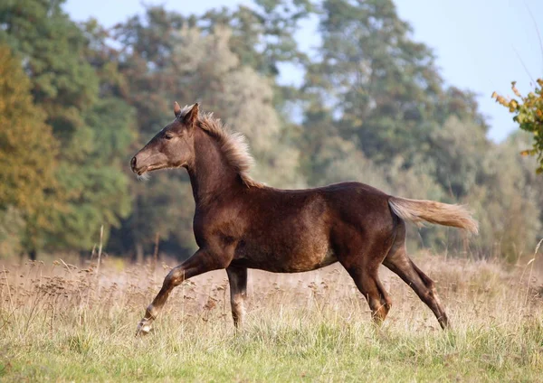 Das Warmblutfohlen Von Silbrig Schwarzer Farbe Galoppiert Auf Einer Wiese — Stockfoto