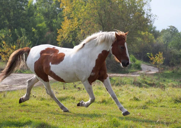 Den Vackra Brunskäck Hästen Troller Äng Solig Höst Dag — Stockfoto