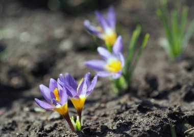 Blossoming of beautiful spring crocuses in a garden