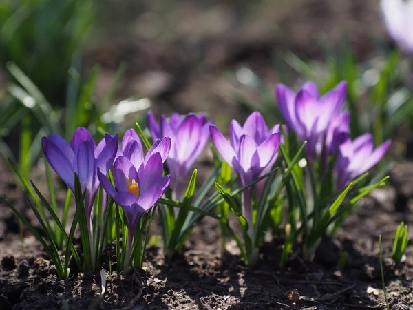 Blommande Violett Våren Krokusar Trädgård — Stockfoto