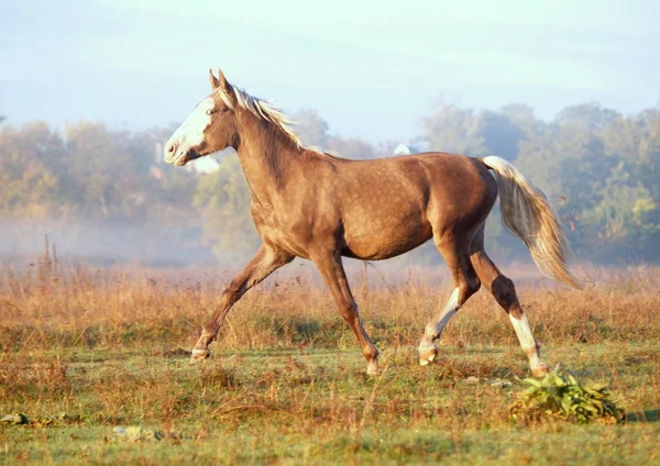 Der Silbrig Schwarze Hengst Trabt Herbstmorgen Auf Einer Wiese — Stockfoto