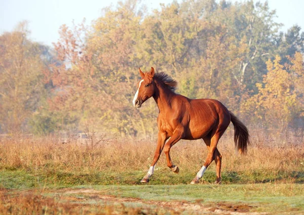 霧の秋の朝の草原に Gallops 優雅な赤い雌馬 — ストック写真