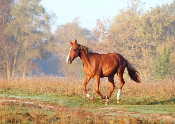 Die Elegante Rote Stute Galoppiert Nebligen Herbstmorgen Auf Einer Wiese — Stockfoto