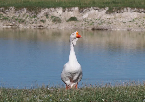 Grande Pintade Blanche Sur Fond Lac — Photo