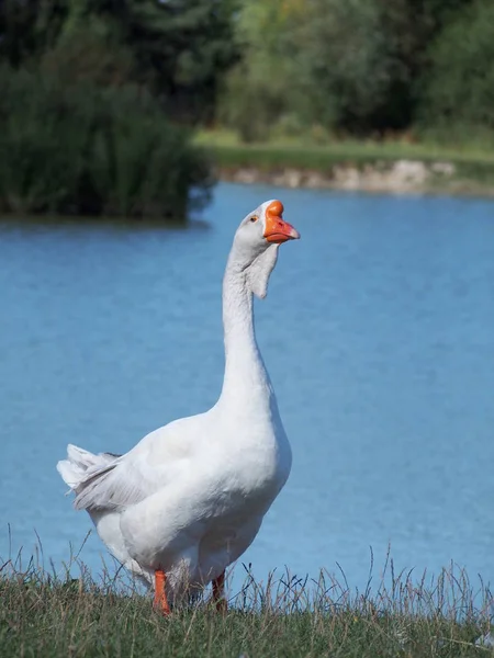 Big White Guinea Goose Tegen Achtergrond Van Het Meer — Stockfoto