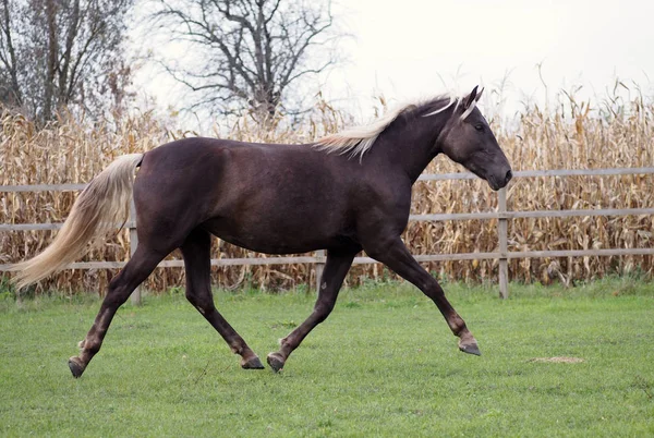 Pony Color Original Trota Según Paddock — Foto de Stock