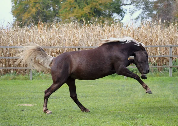 Pony Los Retoques Color Originales Paddock Verde — Foto de Stock